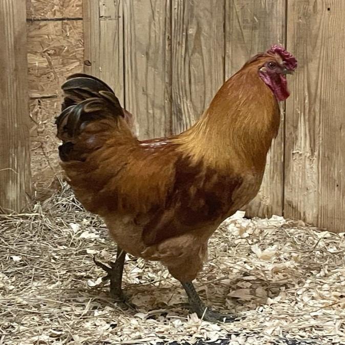 Cock-A-Doodle Dude