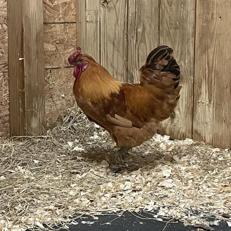 Cock-A-Doodle Dude photo 3
