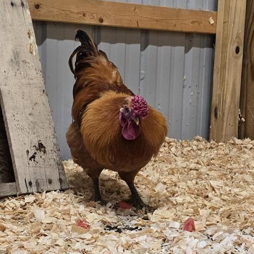 Cock-A-Doodle Dude photo 4