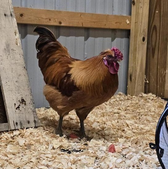 Cock-A-Doodle Dude photo 2