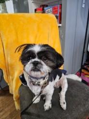 Enlarge Sweetie, a Adopted Shih Tzu in Newtown, CT image 1/2