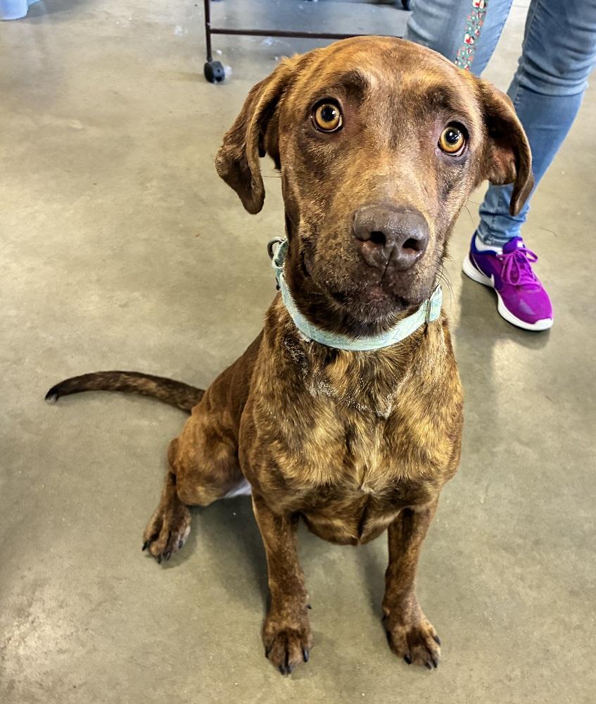 Penny, adopted, Adult Female Hound.