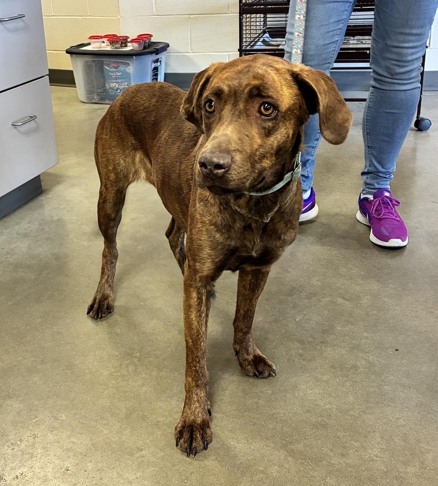 Enlarge Penny, an adopted mixed breed in Mason City, IA image 2/2