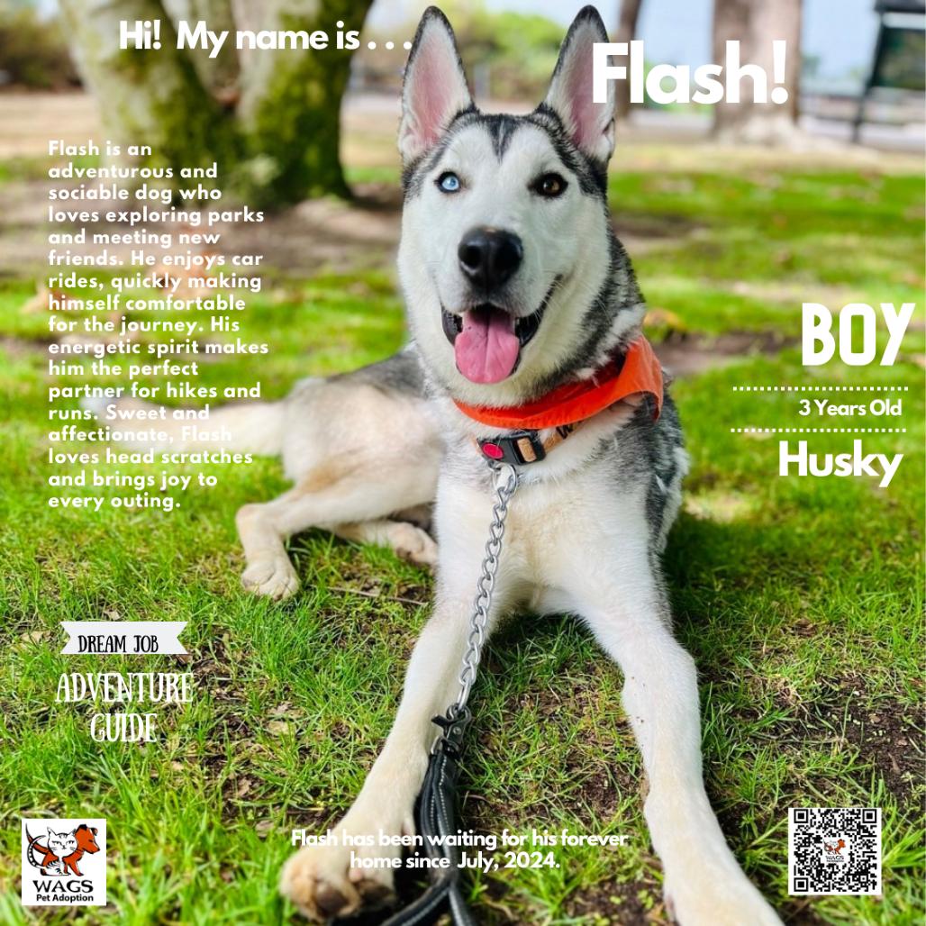 Flash, a Adoptable Siberian Husky in Westminster, CA image 1/6