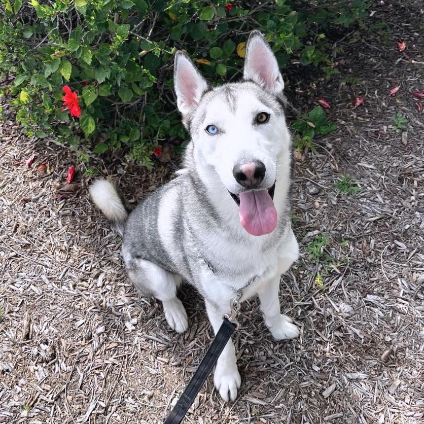 Enlarge Flash, a Adoptable Siberian Husky in Westminster, CA image 1/6