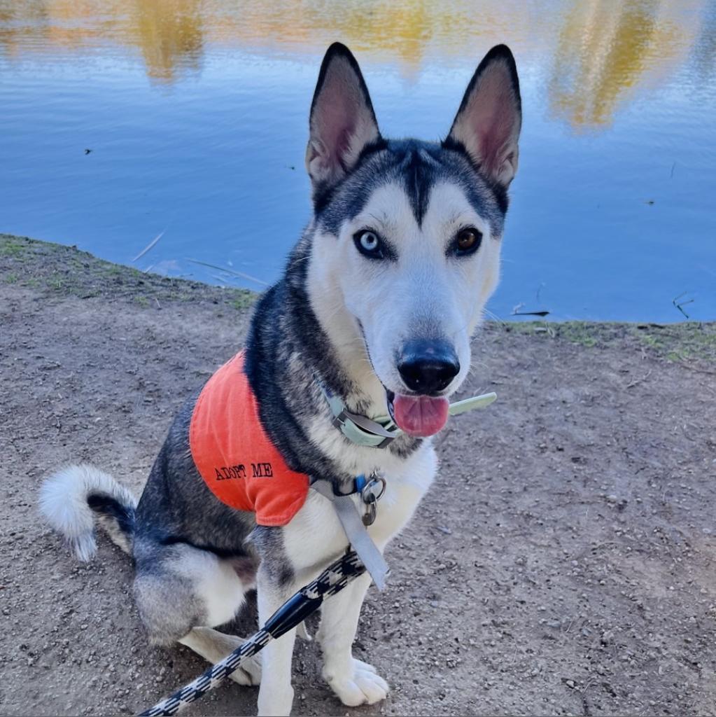 Enlarge Flash, a Adoptable Siberian Husky in Westminster, CA image 2/6