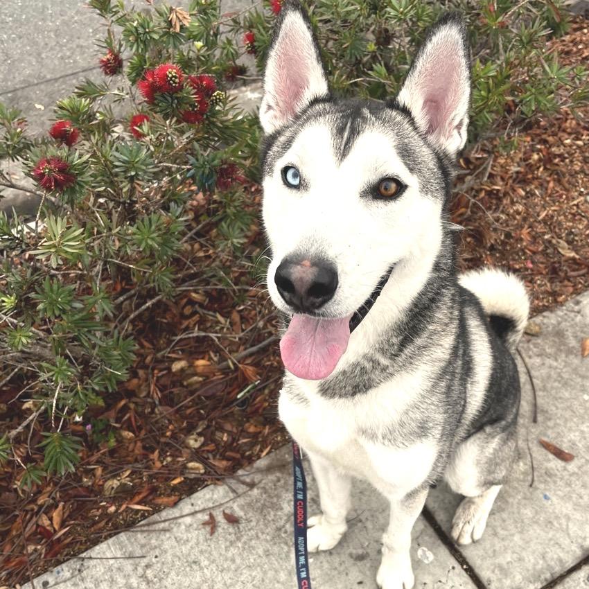 Enlarge Flash, a Adoptable Siberian Husky in Westminster, CA image 3/6