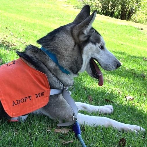 Enlarge Flash, a Adoptable Siberian Husky in Westminster, CA image 4/6