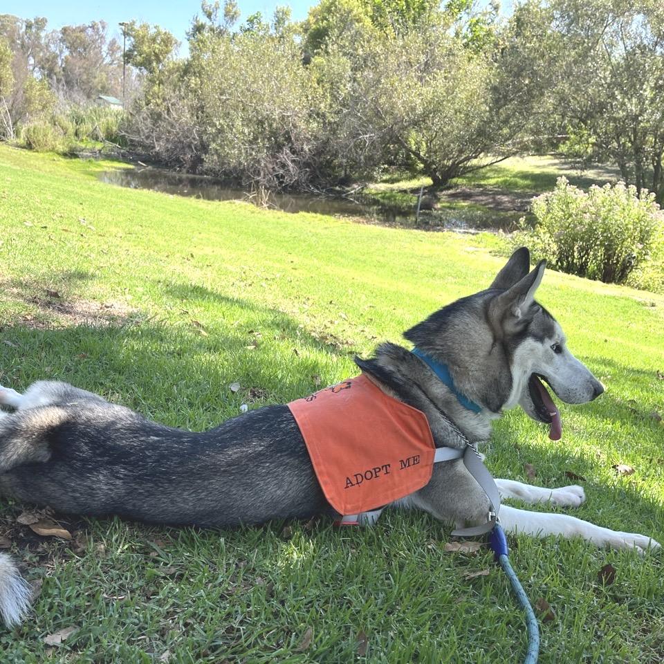 Enlarge Flash, a Adoptable Siberian Husky in Westminster, CA image 5/6