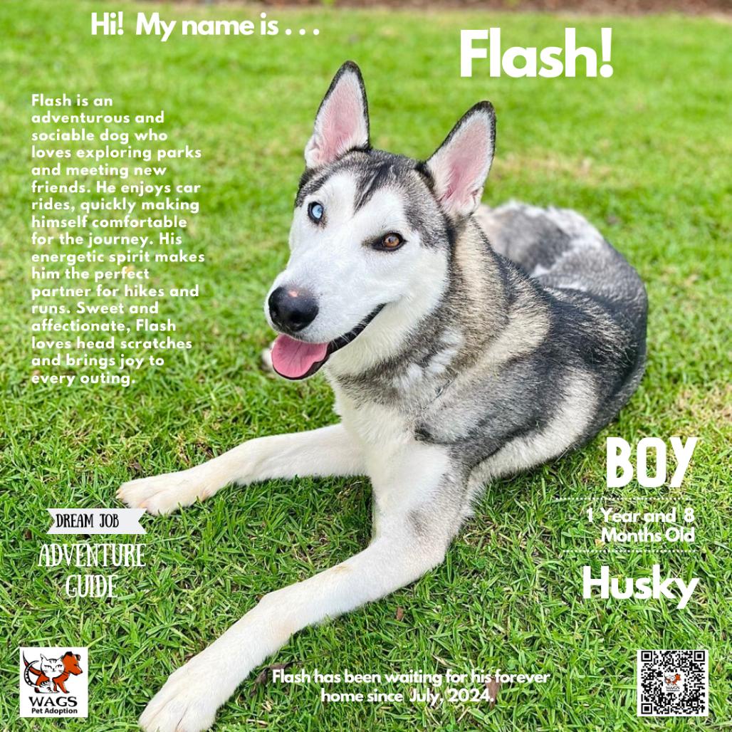 Enlarge Flash, a Adoptable Siberian Husky in Westminster, CA image 6/6