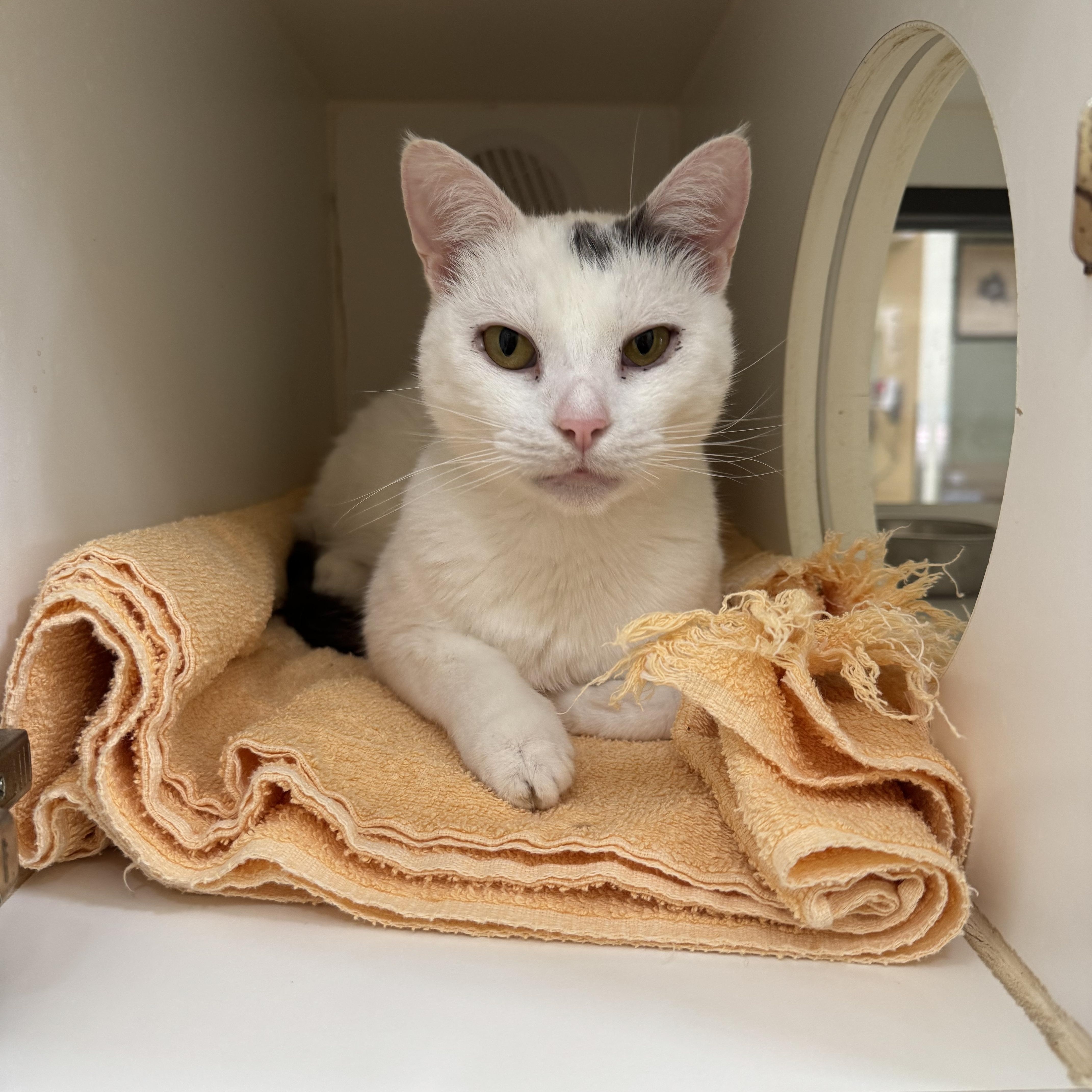 Stan-Lee, Adult Male Domestic Short Hair