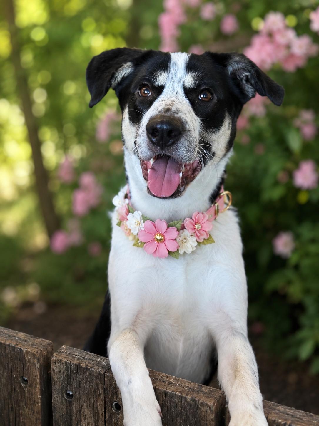 Em, ADOPTABLE, Young Female Australian Shepherd.