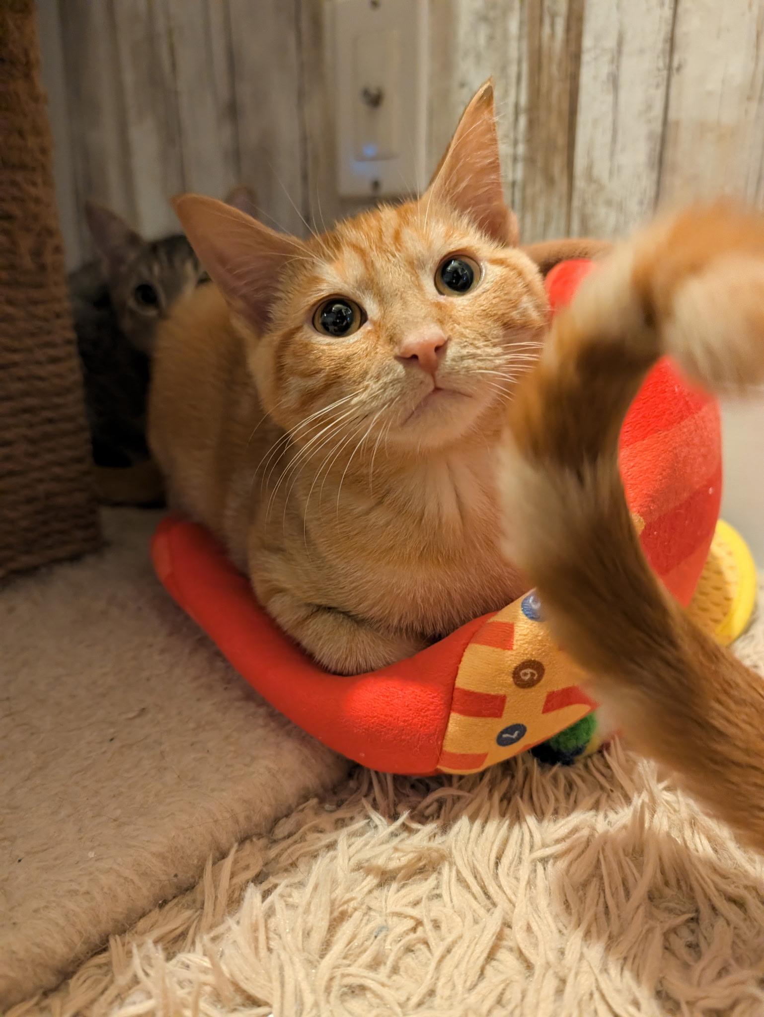 Enlarge Chance, a Adoptable mixed breed in Beaverton, OR image 1/3