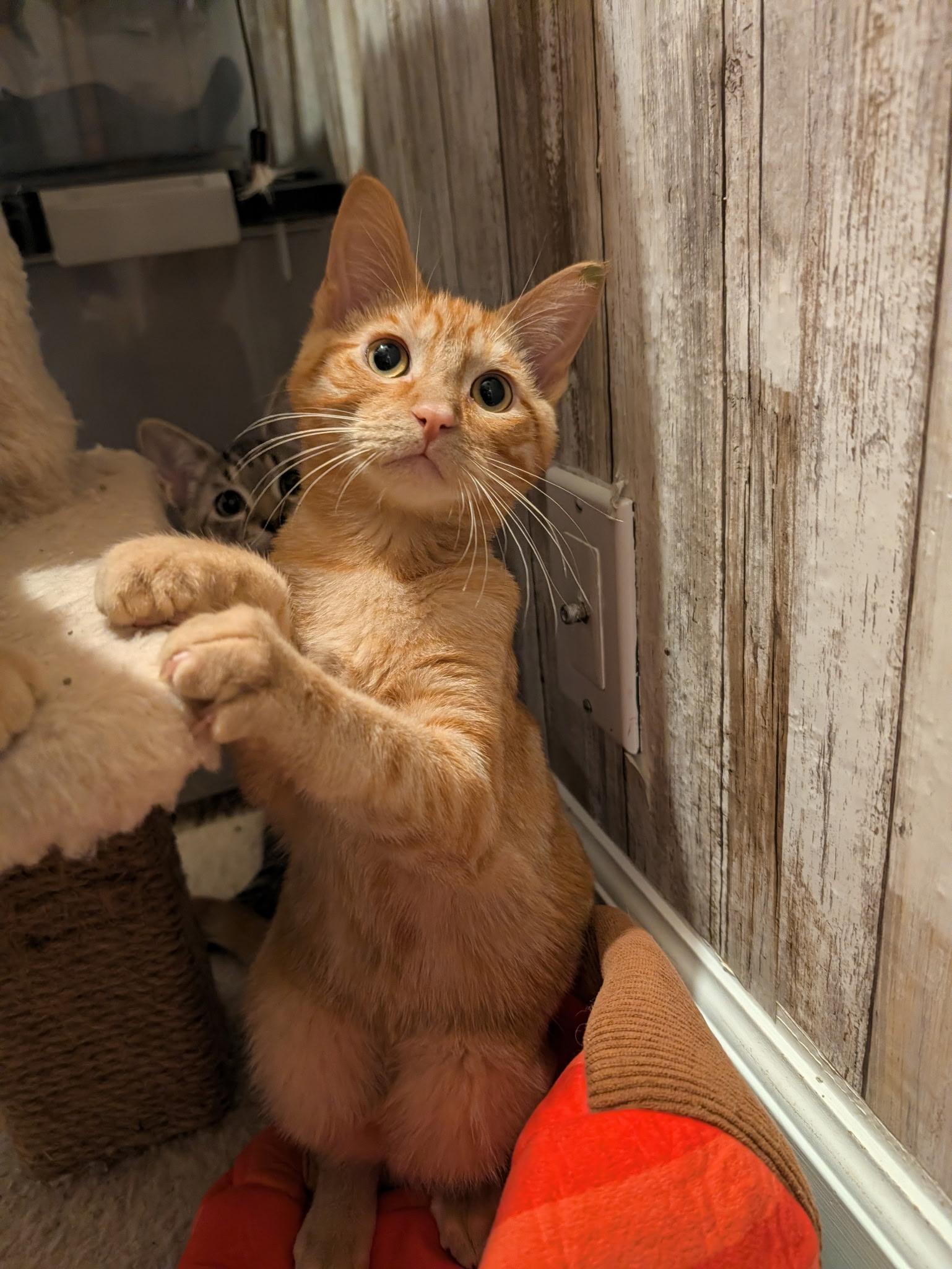 Enlarge Chance, a Adoptable mixed breed in Beaverton, OR image 2/3