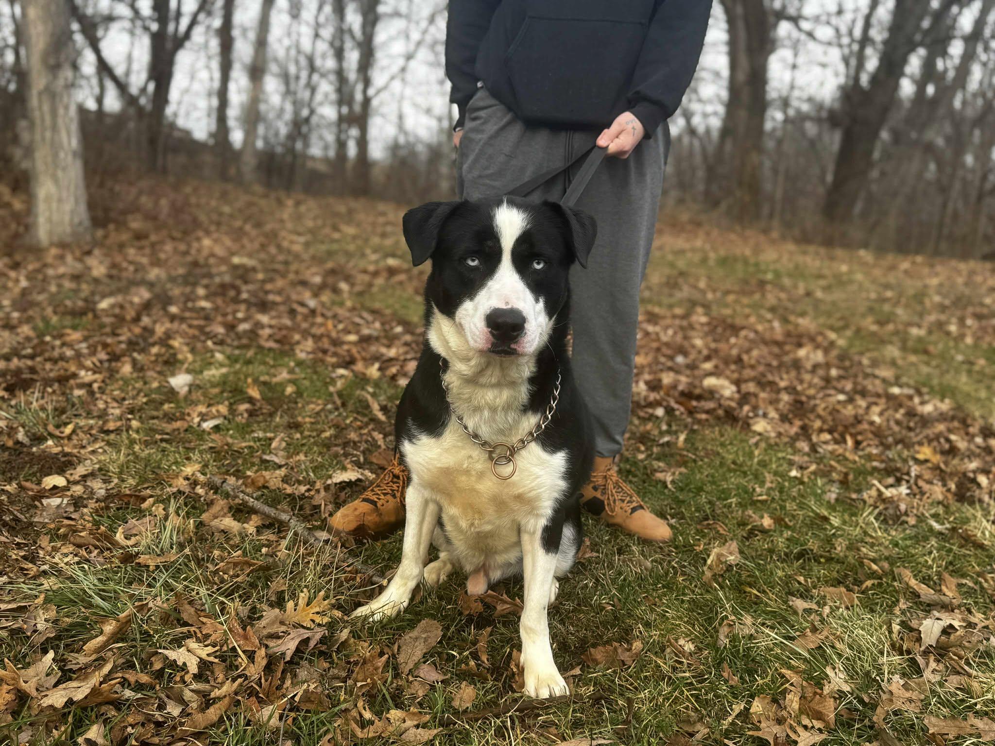 Enlarge apollo, a ADOPTABLE mixed breed in MARION, IN image 1/6