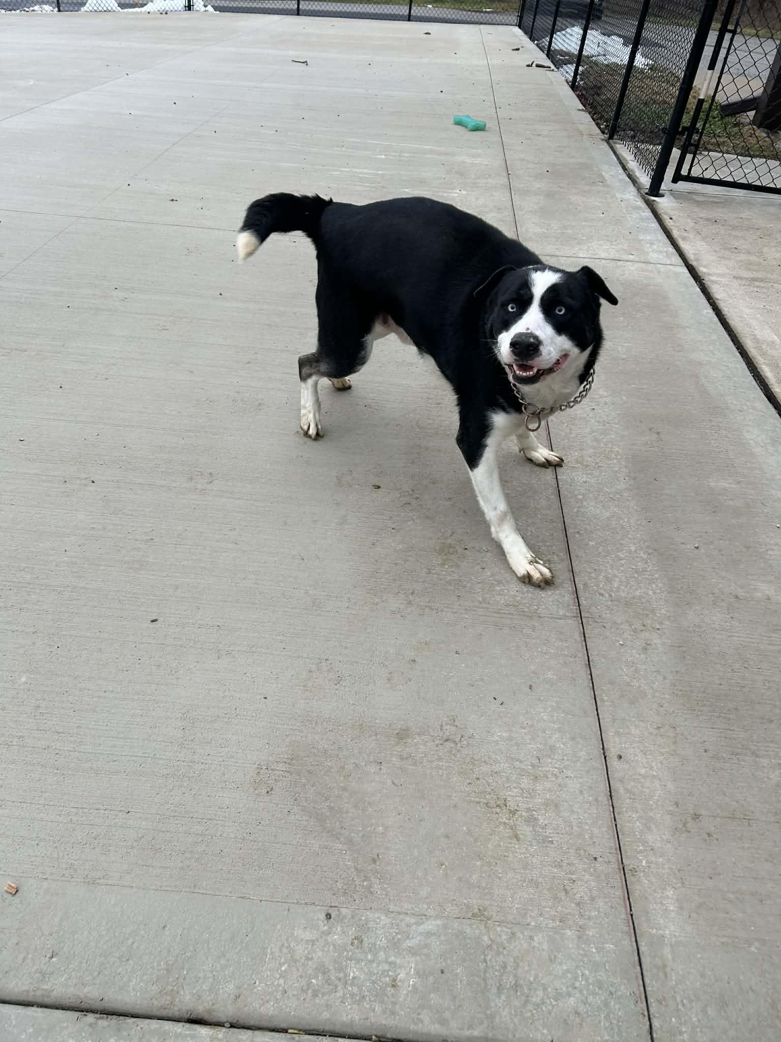 Enlarge apollo, a ADOPTABLE mixed breed in MARION, IN image 2/6