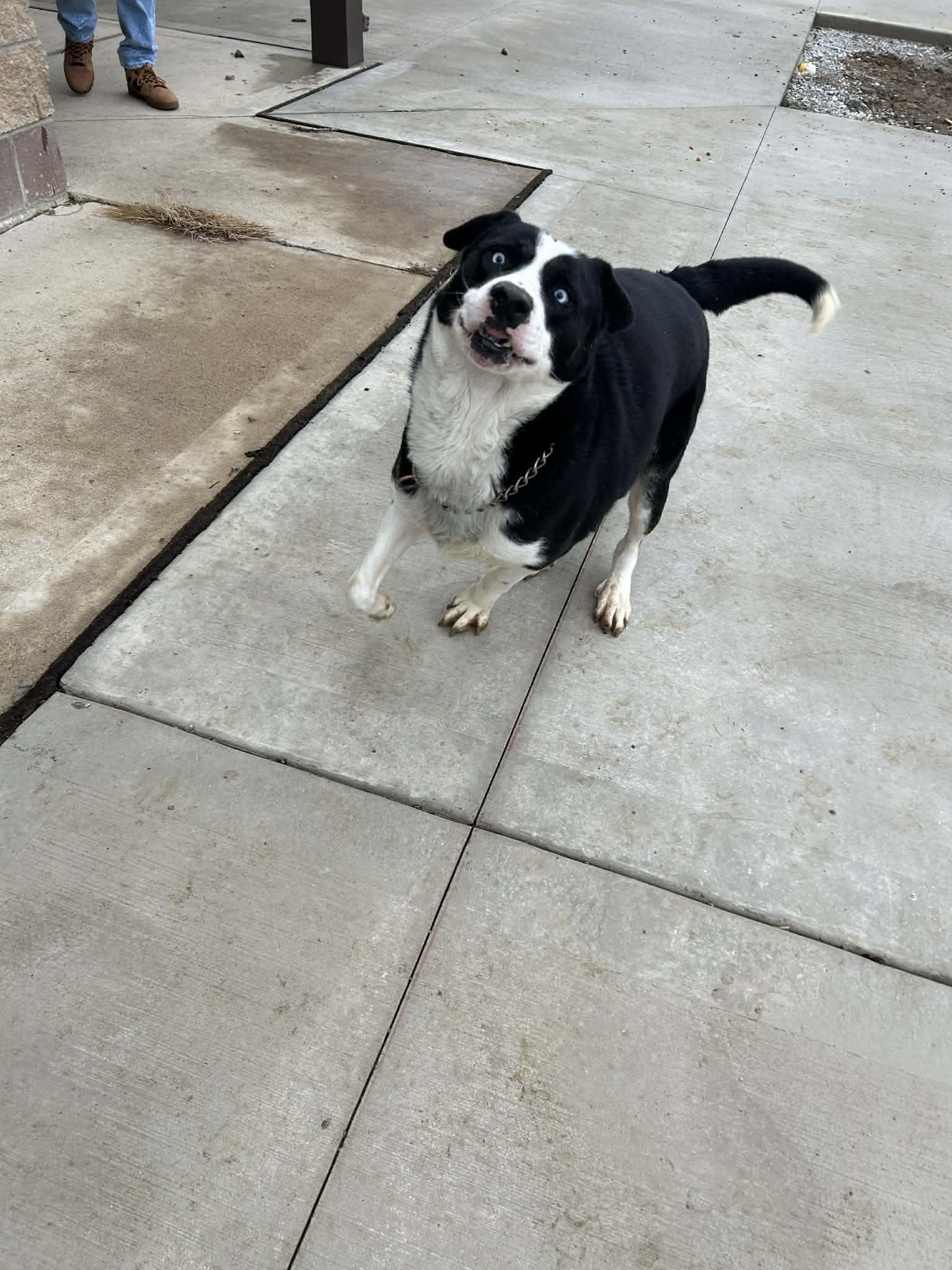 Enlarge apollo, a ADOPTABLE mixed breed in MARION, IN image 5/6