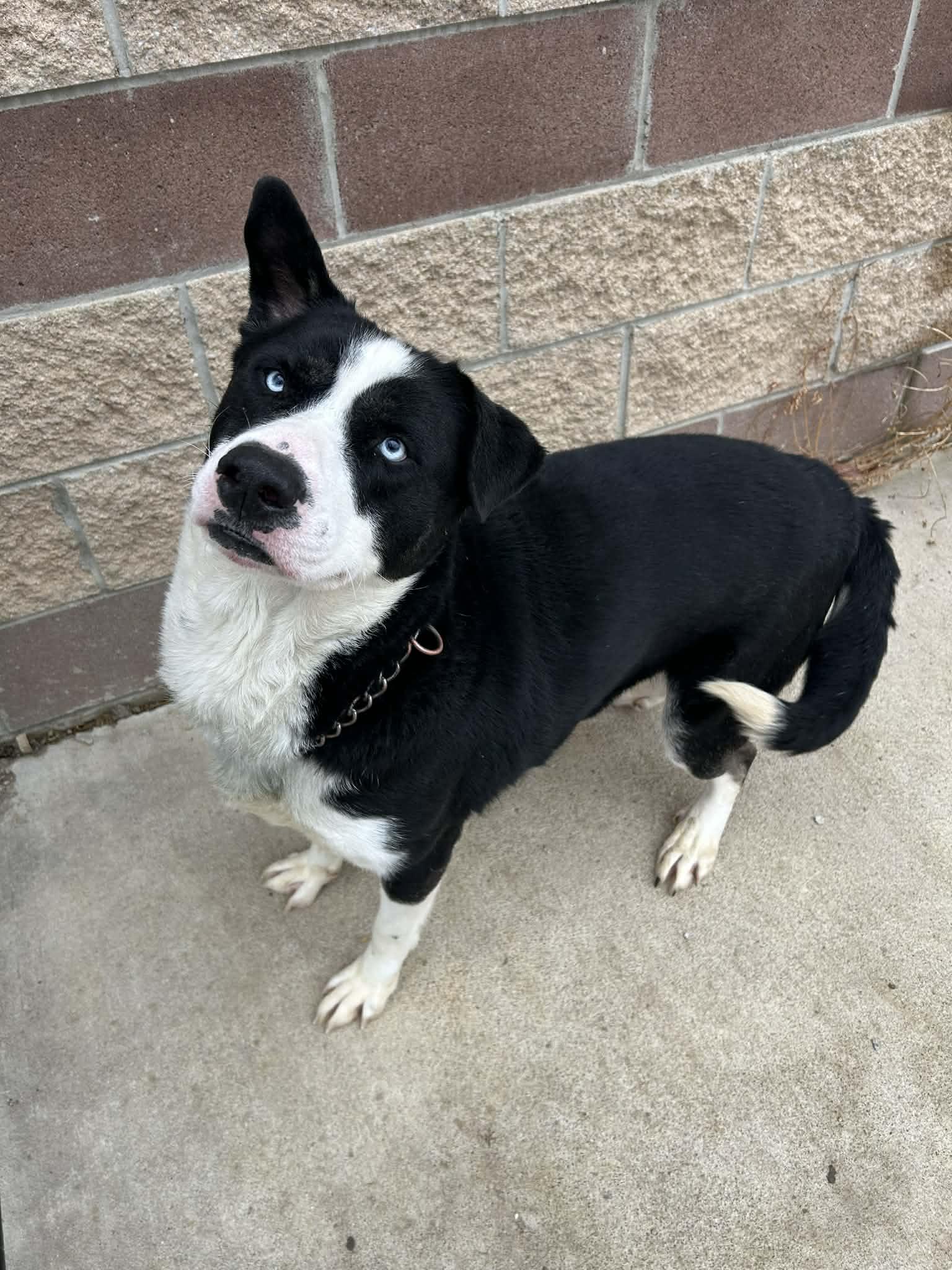 Enlarge apollo, a ADOPTABLE mixed breed in MARION, IN image 6/6