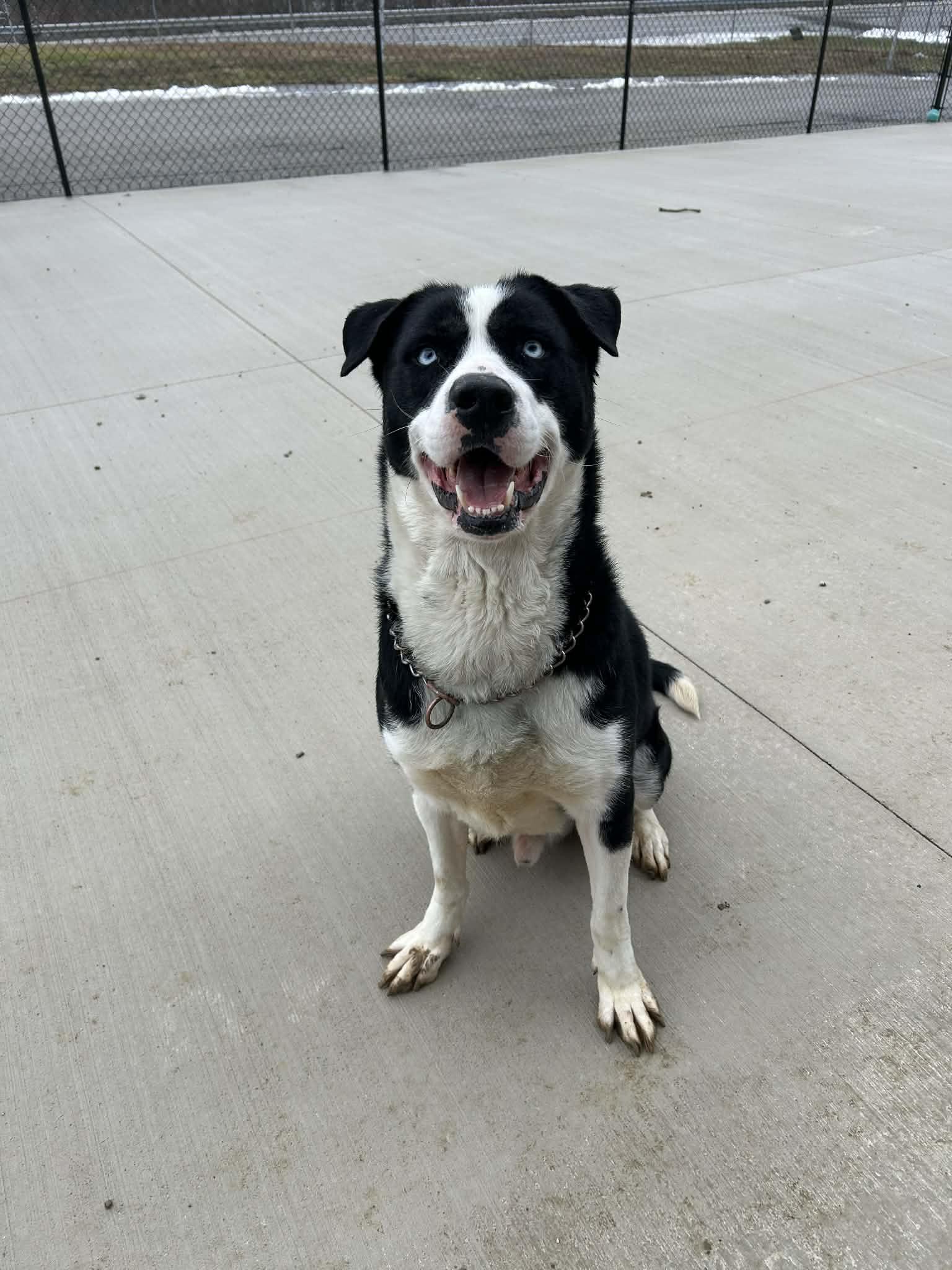 Enlarge apollo, a ADOPTABLE mixed breed in MARION, IN image 4/6
