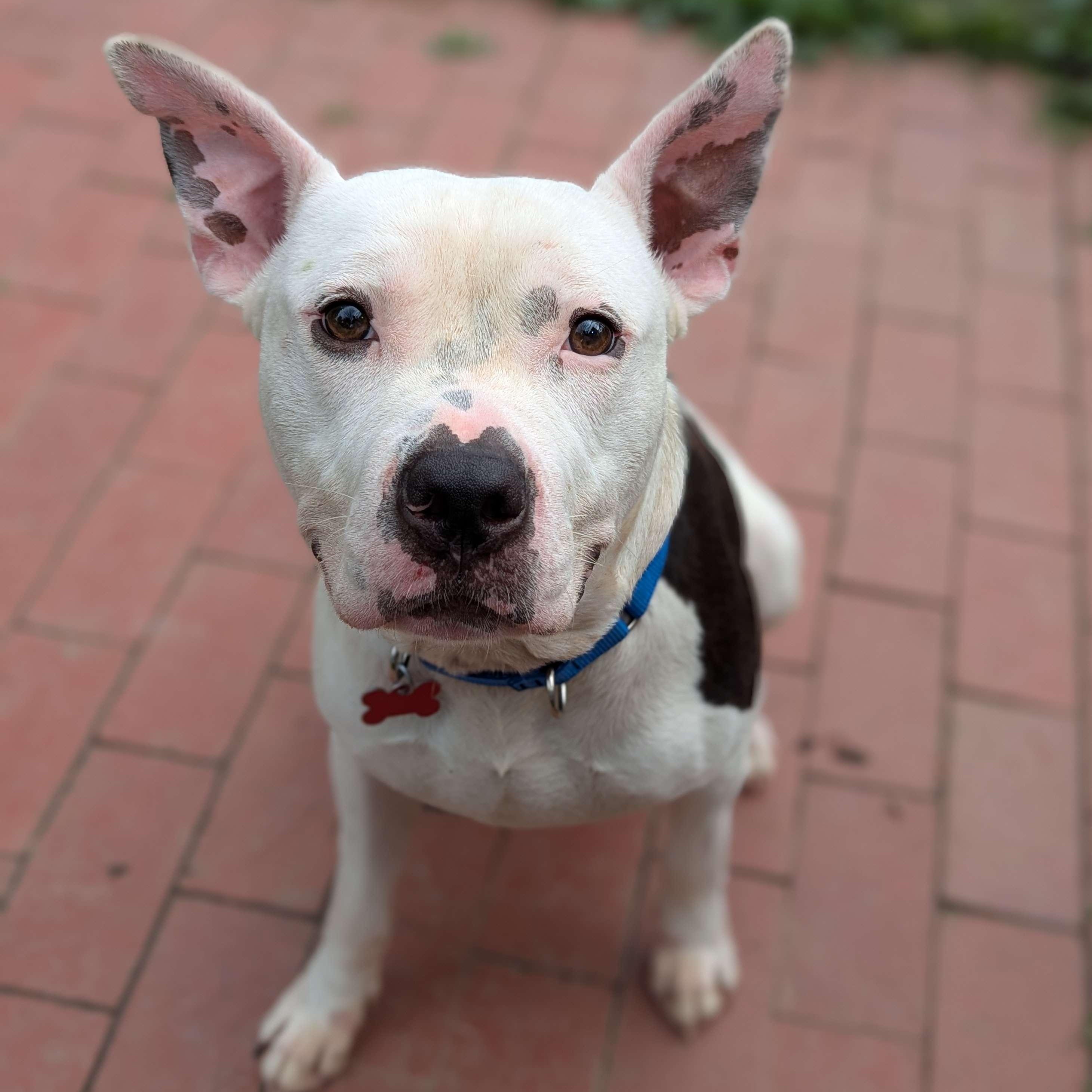 Cabbage - Life of the Party, Young Male Pit Bull Terrier