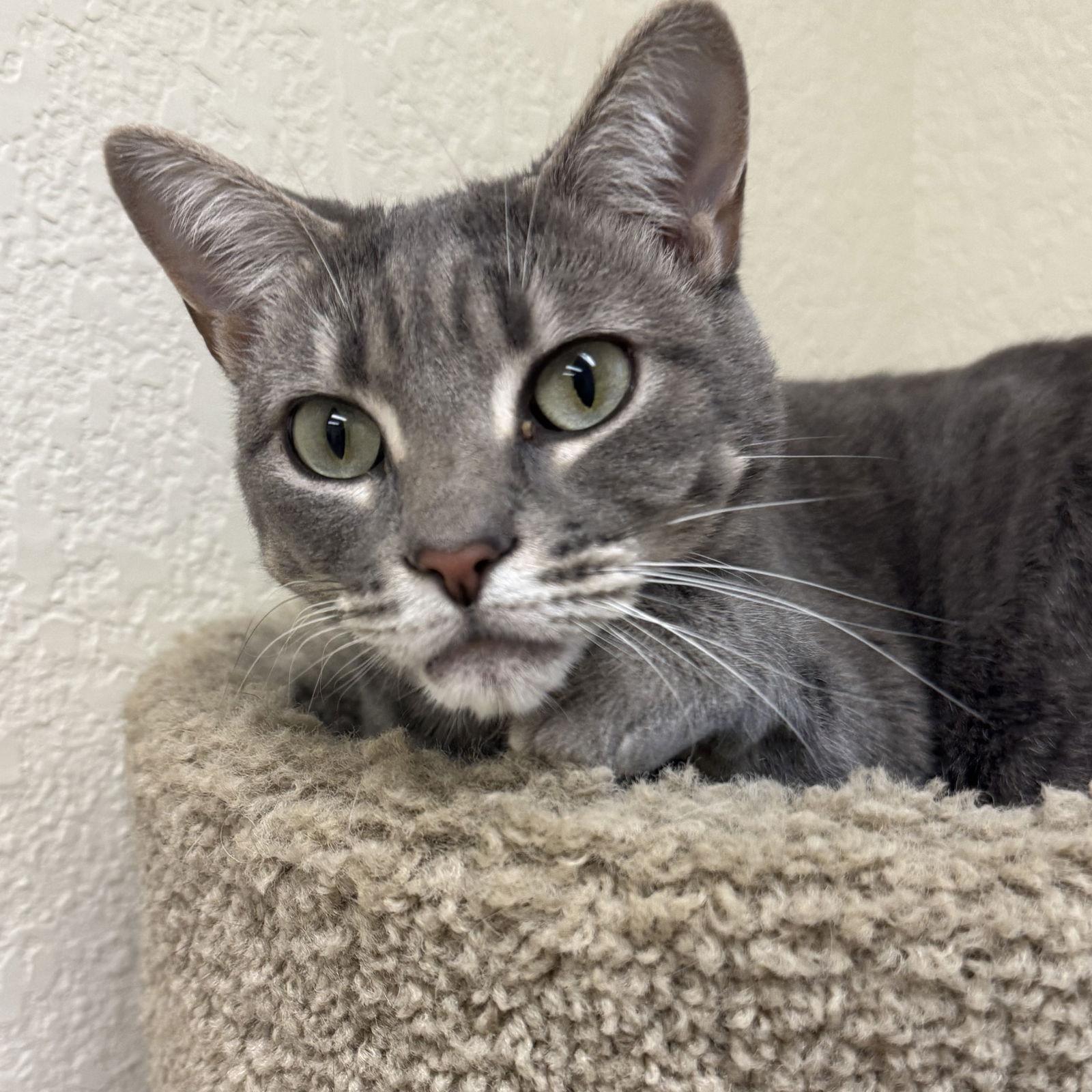 Enlarge Sweet Pea & Pippa, a Adoptable mixed breed in Winchendon, MA image 1/3