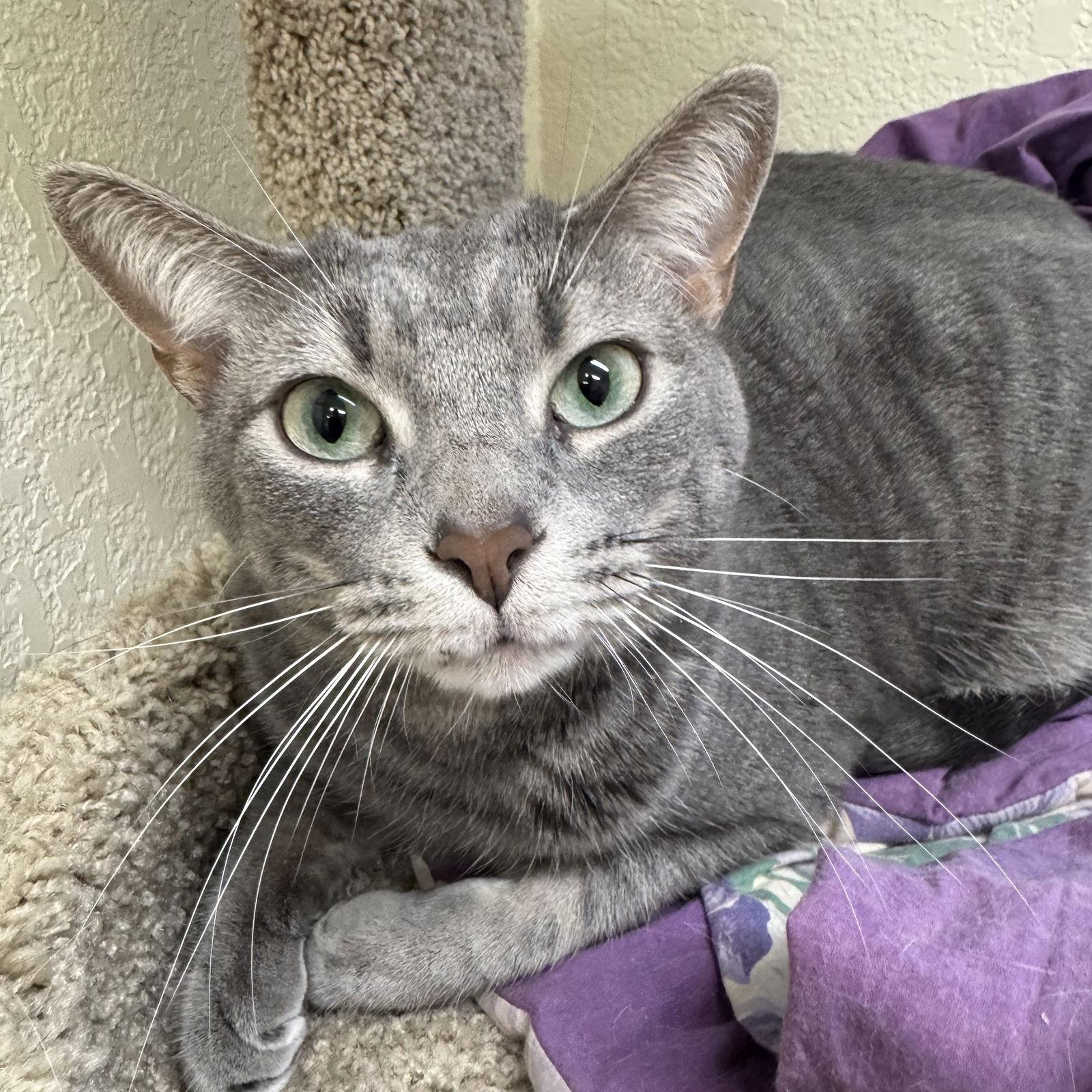 Enlarge Sweet Pea & Pippa, a Adoptable mixed breed in Winchendon, MA image 2/3