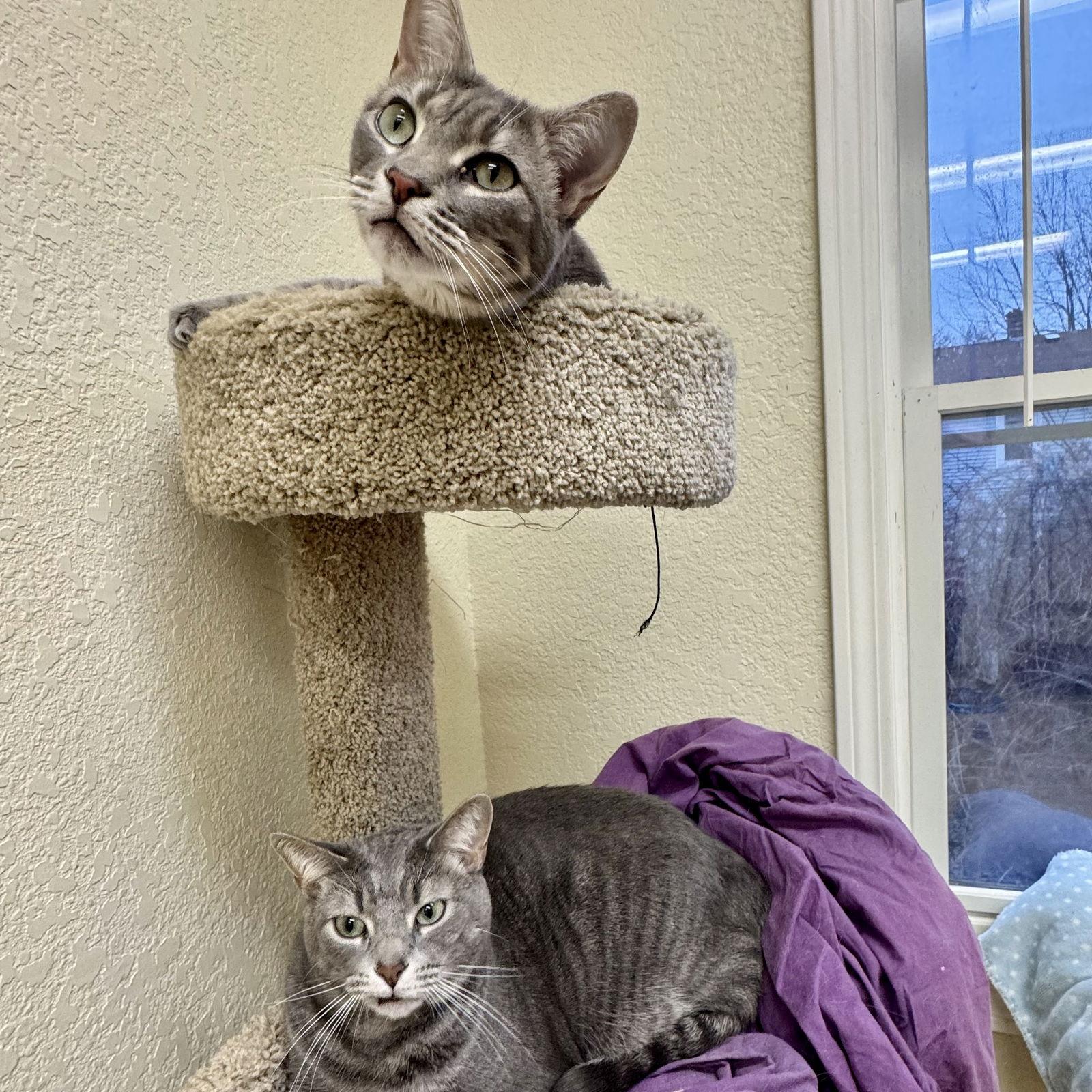 Enlarge Sweet Pea & Pippa, a Adoptable mixed breed in Winchendon, MA image 3/3