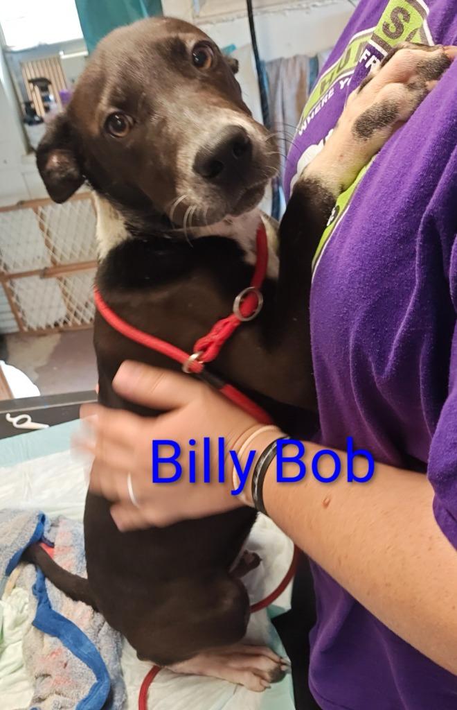 Billy Bob, Adoptable, Puppy Male Australian Cattle Dog / Blue Heeler.