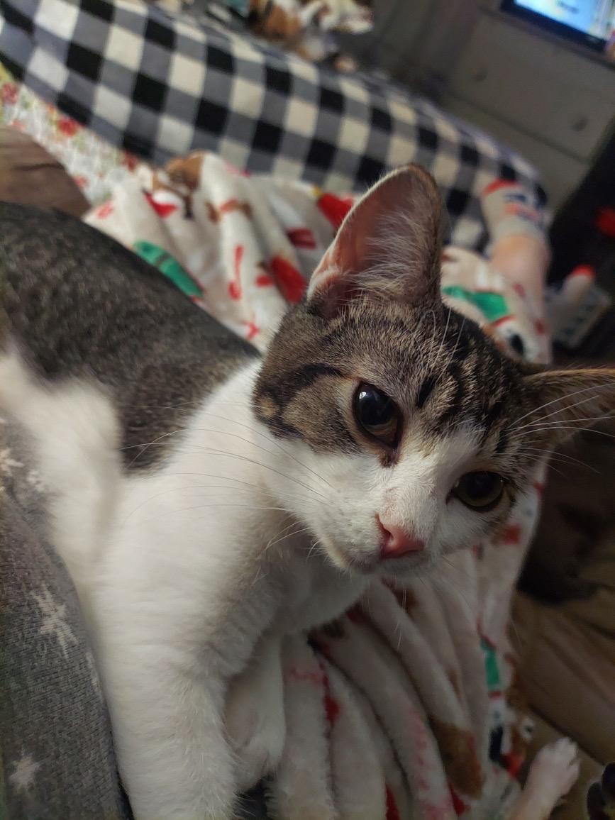 Enlarge Tally, a Adoptable Domestic Short Hair in Logansport, IN image 1/2