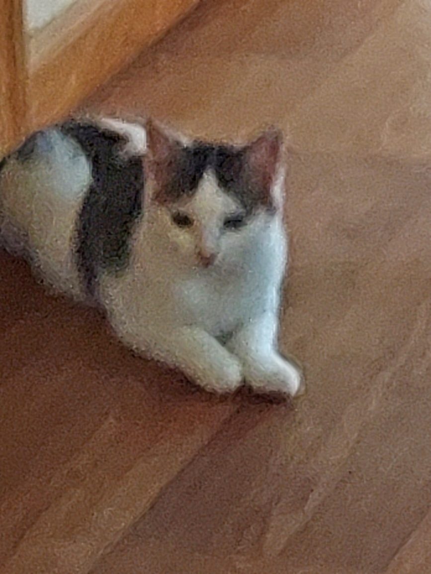 Enlarge Tally, a Adoptable Domestic Short Hair in Logansport, IN image 2/2