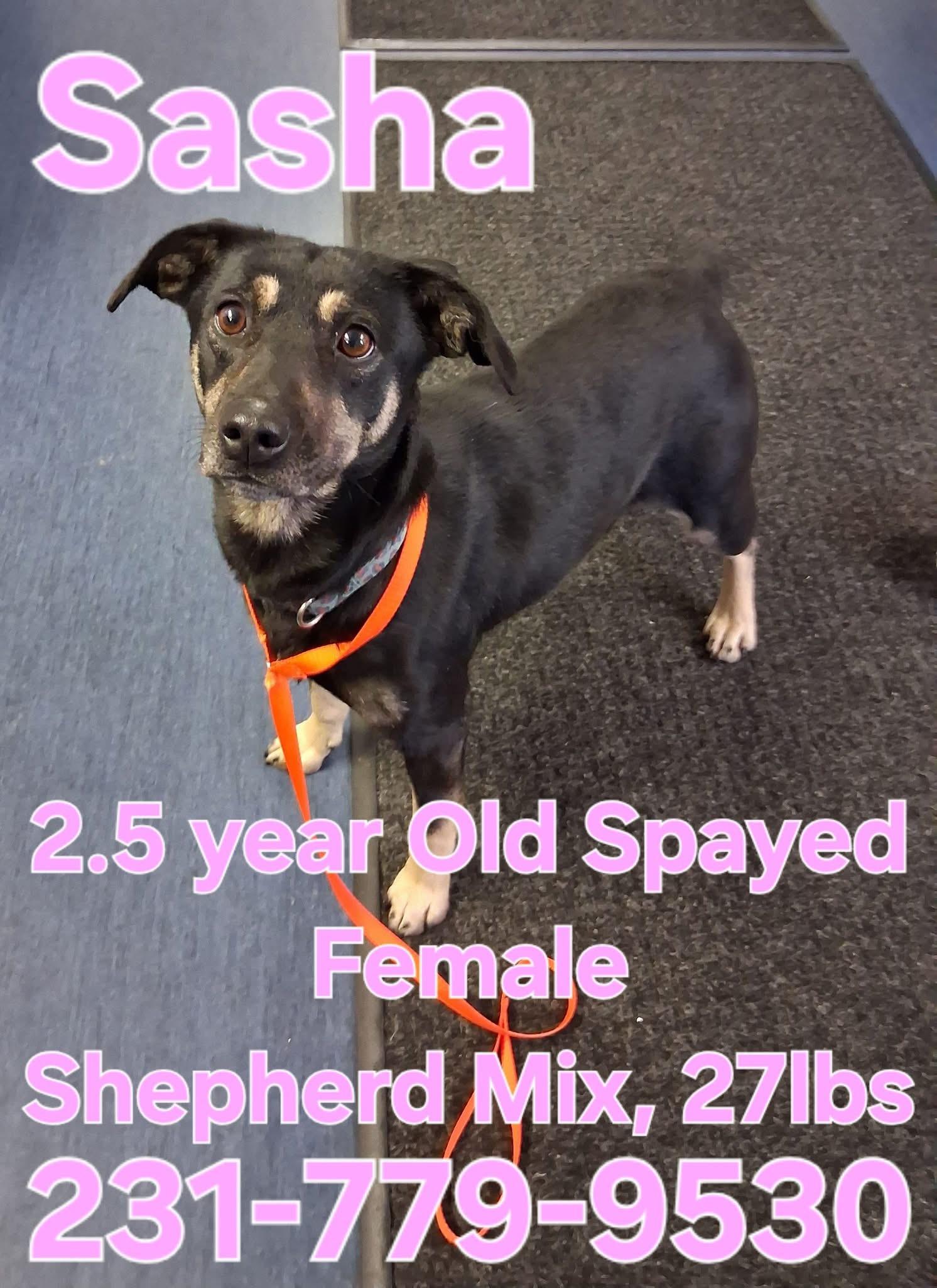 Enlarge SASHA, a ADOPTABLE mixed breed in Cadillac, MI image 1/1