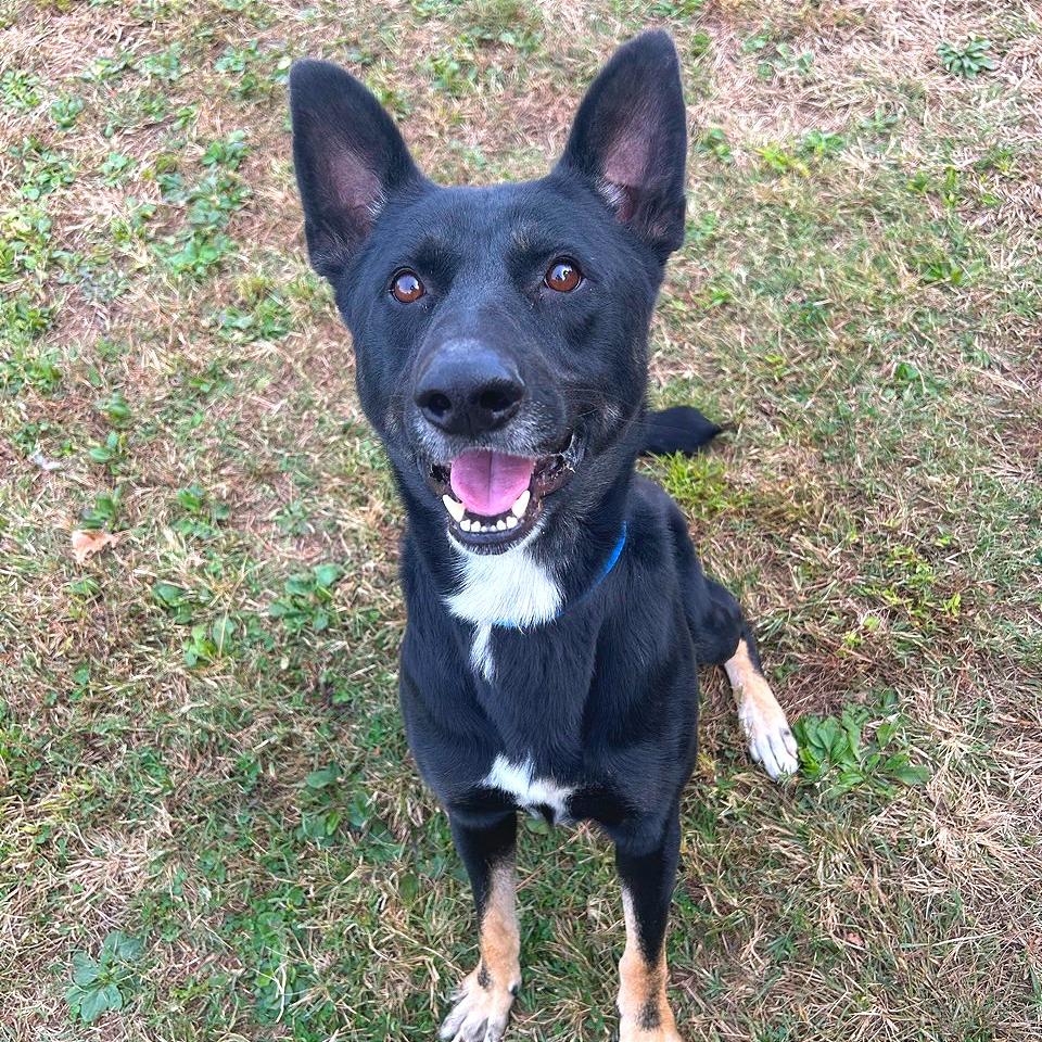 Lester, a Adoptable Mixed Breed in Chattanooga, TN image 1/6