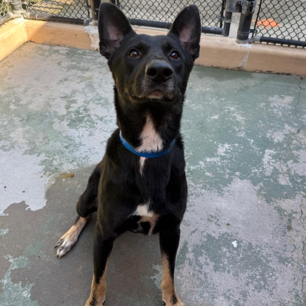 Lester, a Adoptable Mixed Breed in Chattanooga, TN image 2/6