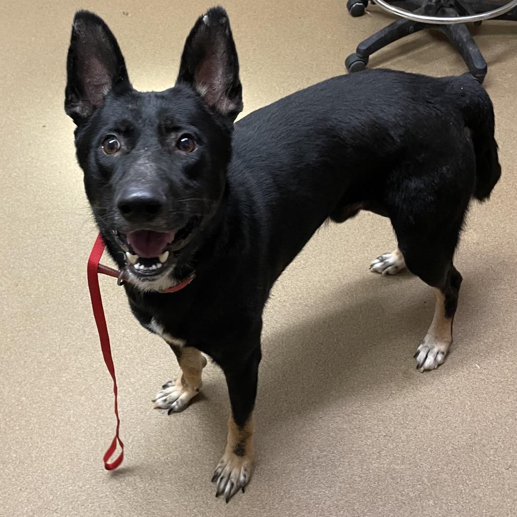 Lester, a Adoptable Mixed Breed in Chattanooga, TN image 3/6