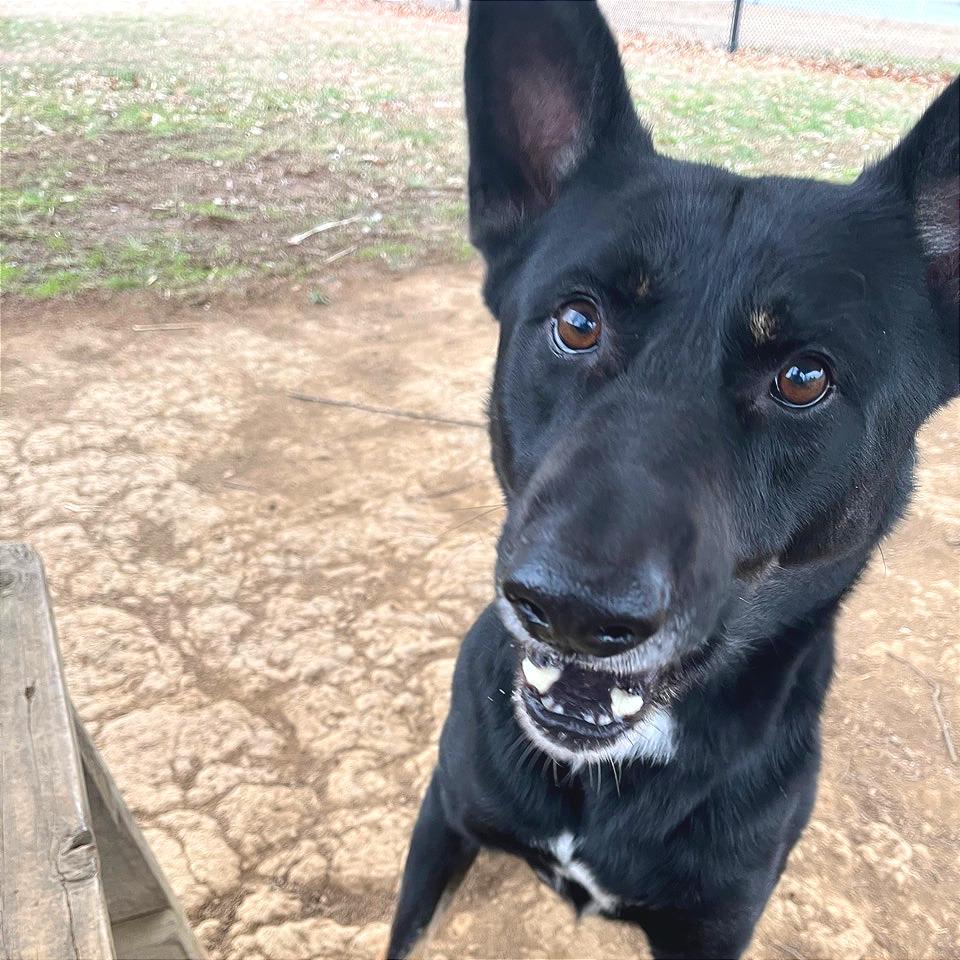 Lester, a Adoptable Mixed Breed in Chattanooga, TN image 4/6