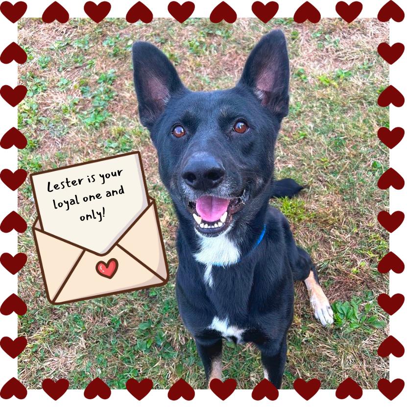 Lester, a Adoptable Mixed Breed in Chattanooga, TN image 5/6