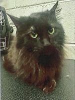 Jinxie, Adoptable, Adult Female Domestic Long Hair.
