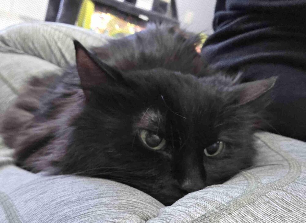 Enlarge Jinxie, a Adoptable Domestic Long Hair in Plymouth, MN image 4/6