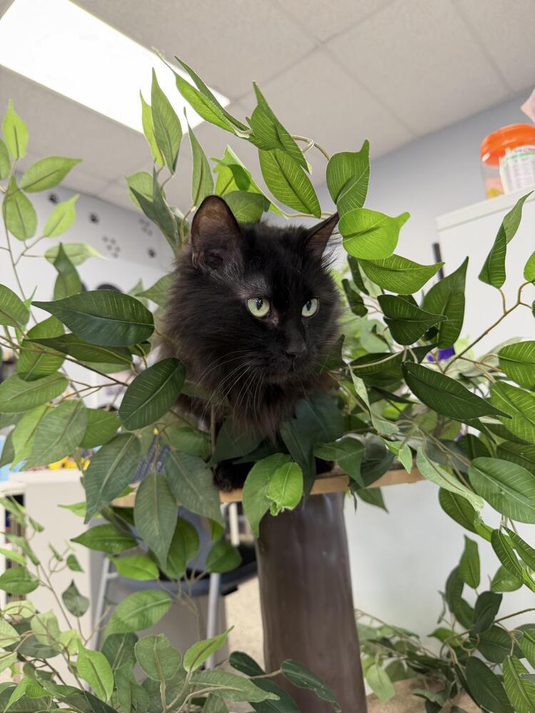 Enlarge Jinxie, a Adoptable Domestic Long Hair in Plymouth, MN image 5/6