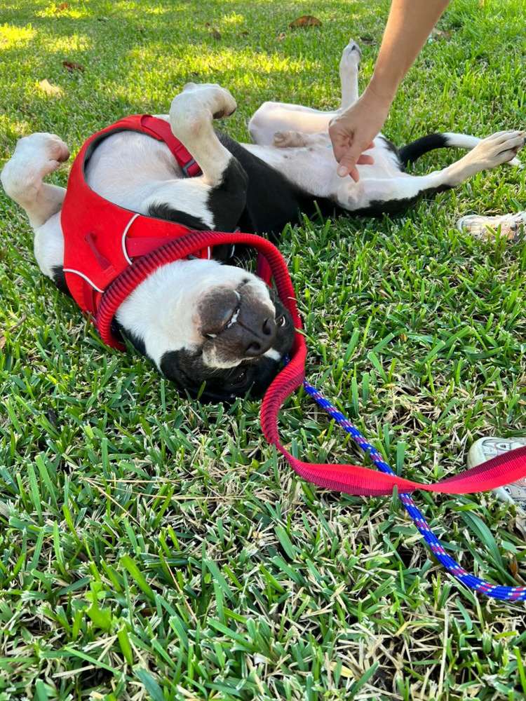 Cosmo the Charismatic photo 4