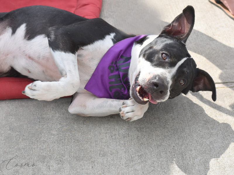 Cosmo the Charismatic photo 3