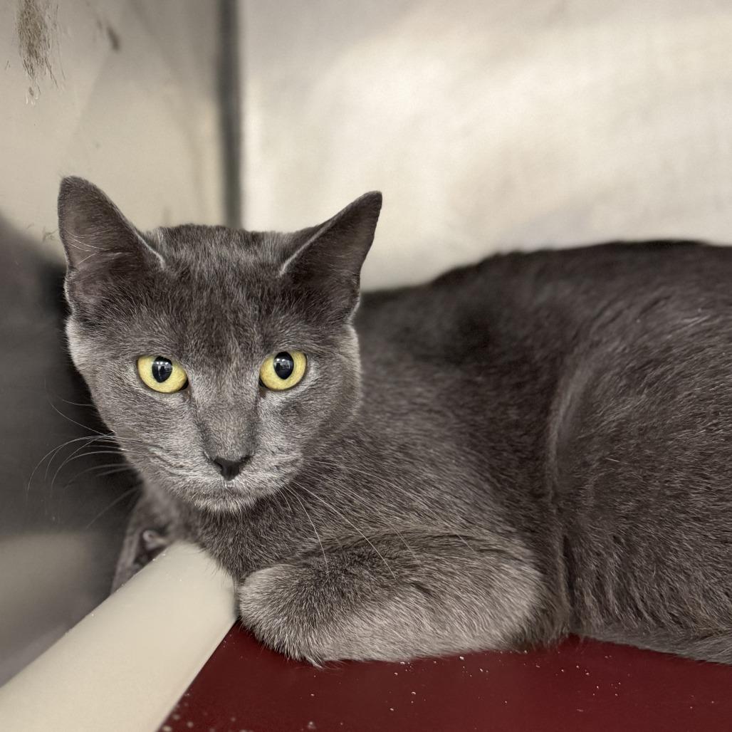 Enlarge Marina, a Adoptable Domestic Short Hair in Redwood Falls, MN image 1/1