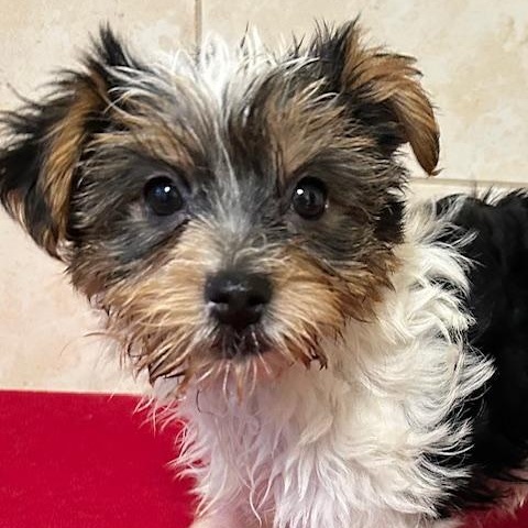 Enlarge Gia, an adopted Yorkshire Terrier in Bartonsville, PA image 2/3