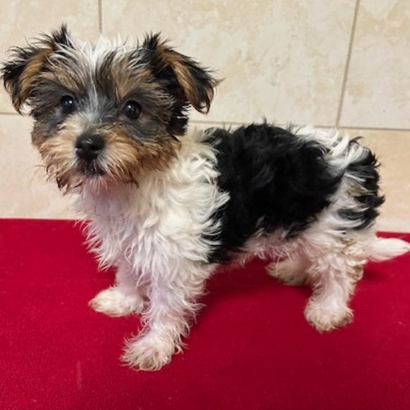 Enlarge Gia, an adopted Yorkshire Terrier in Bartonsville, PA image 3/3