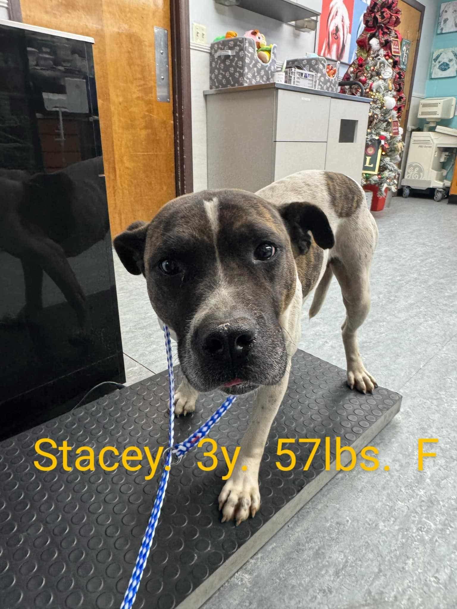 Stacey photo 4