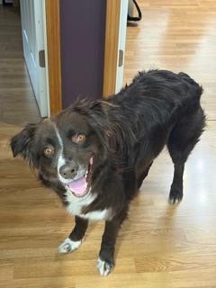 1014 Barry PKA Bear, a Adoptable Australian Shepherd in Griffith, IN image 2/6