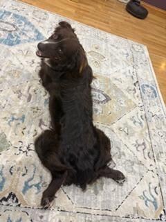 1014 Barry PKA Bear, a Adoptable Australian Shepherd in Griffith, IN image 3/6