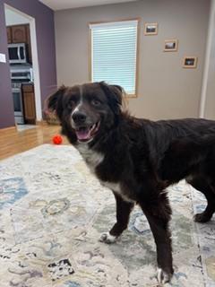 1014 Barry PKA Bear, a Adoptable Australian Shepherd in Griffith, IN image 4/6