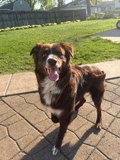 1014 Barry PKA Bear, Adoptable, Young Male Australian Shepherd.