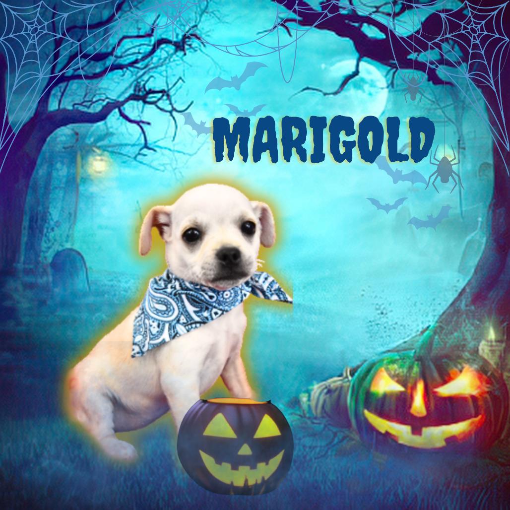 Marigold, Adoptable, Puppy Female Pug & Mixed Breed.